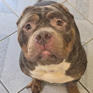 Gloria