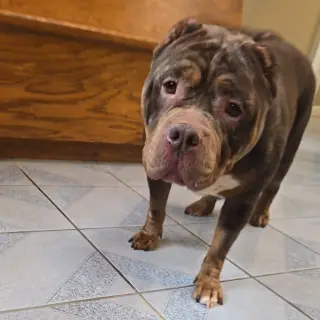 Gloria