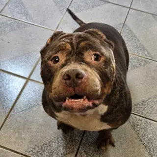 Gloria