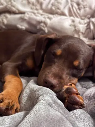 FRANKLIN