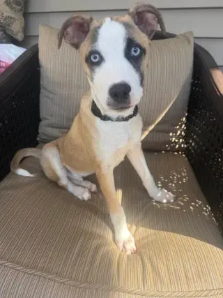NUTMEG