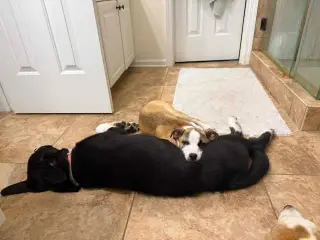 NUTMEG