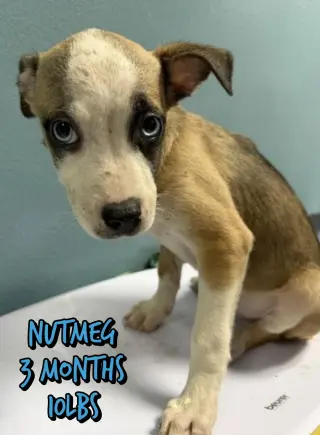 NUTMEG