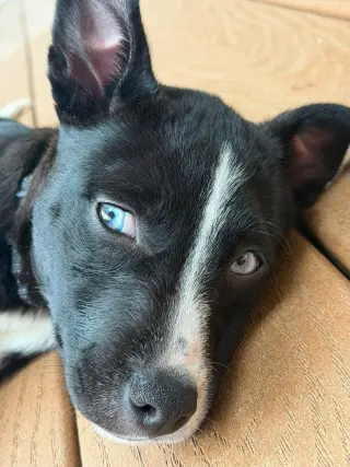 PIXEL