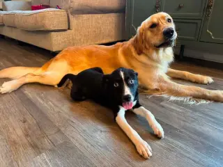 PIXEL