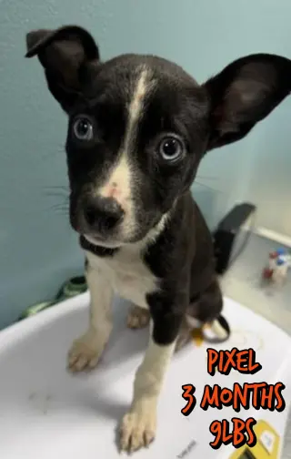 PIXEL