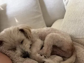 Bentley