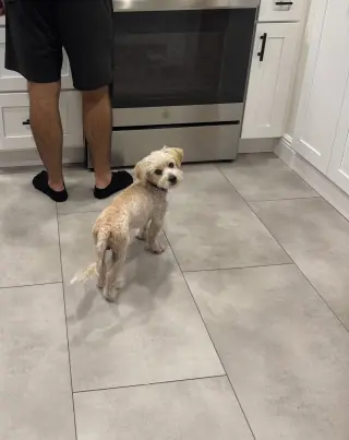 Bentley
