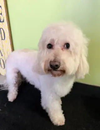 Bonbon in TX