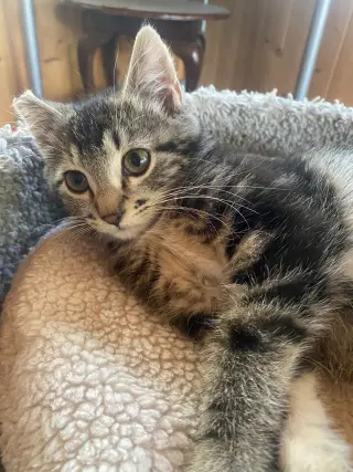 JAX