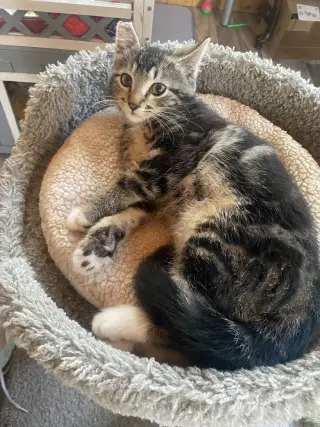 JAX