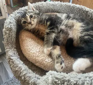 JAX