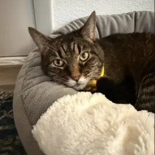 Suki