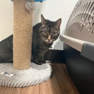 Suki