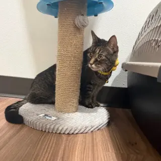 Suki