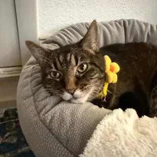 Suki