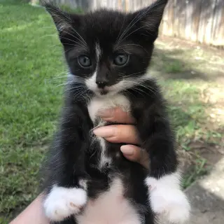 Benny Bob