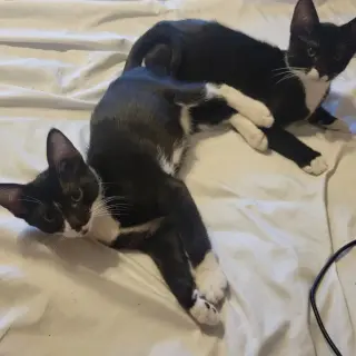 Benny Bob