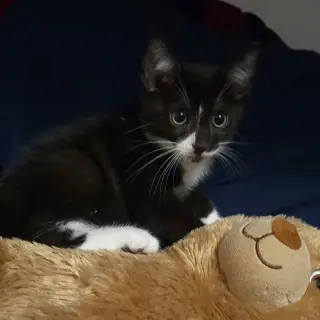 Benny Bob