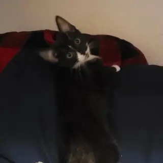 Benny Bob