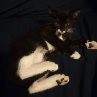 Catman Andy