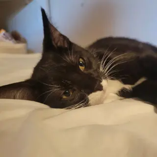 Catman Andy