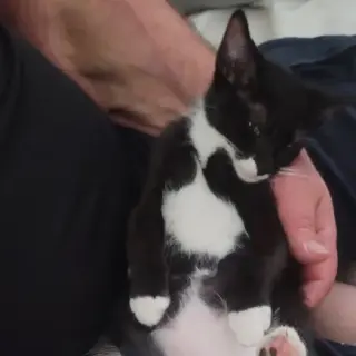 Catman Andy