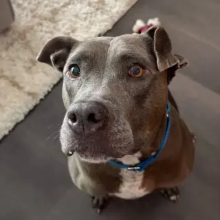 Hallie