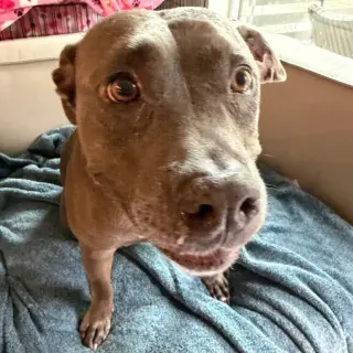Hallie