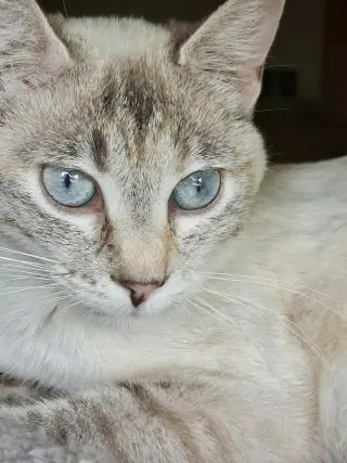 Shanti