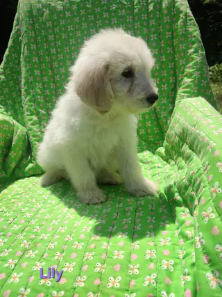 Lily