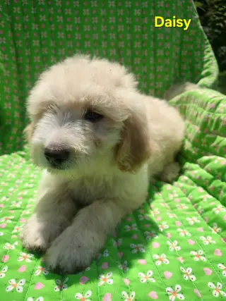 Daisy