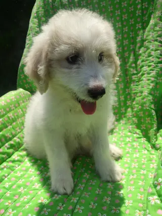 Poppy
