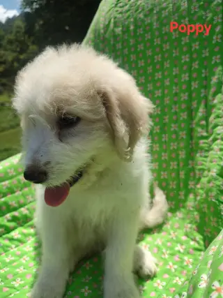 Poppy