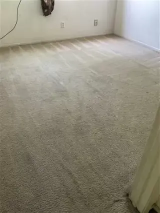 Steam Carpet Cleaning