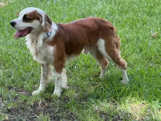FRANCO
