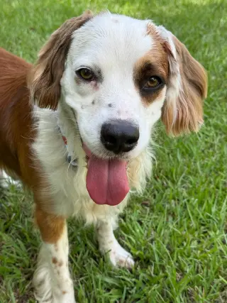 FRANCO