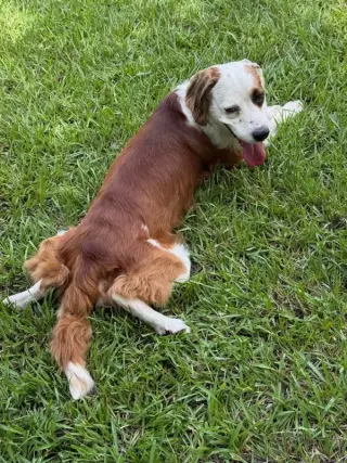 FRANCO