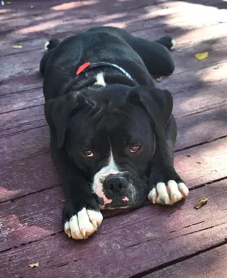 Benny (fka Azul)