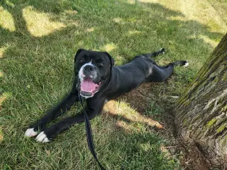 Benny (fka Azul)