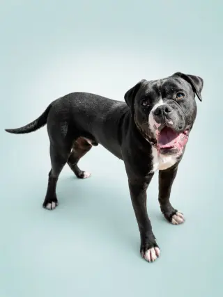 Benny (fka Azul)