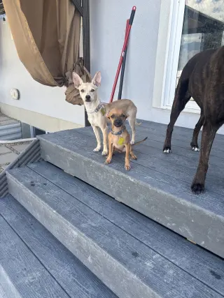 Macho