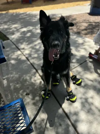 MOWGLI