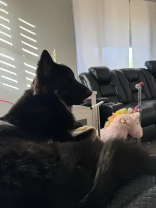 MOWGLI