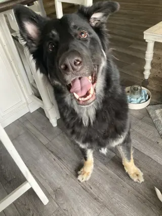 MOWGLI