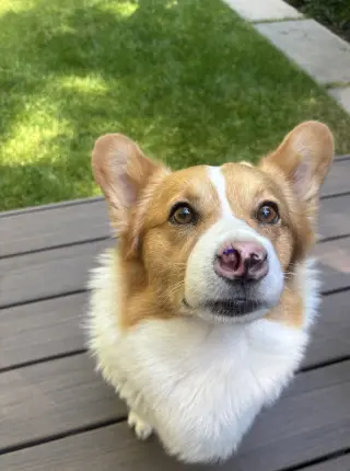 Winston