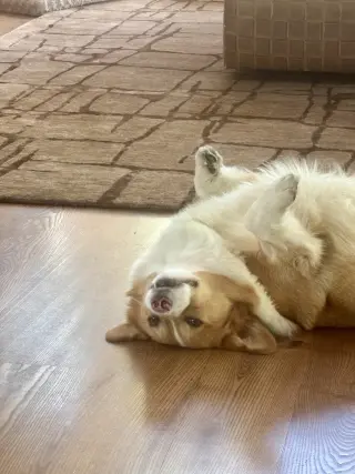 Winston