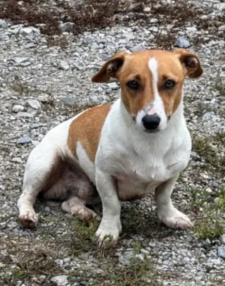 Jack