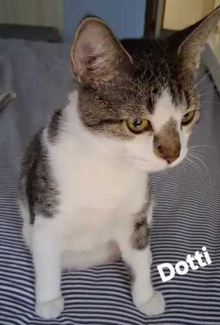 Dotti