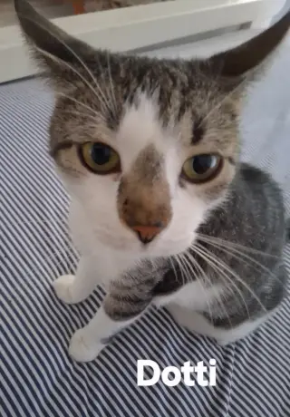 Dotti